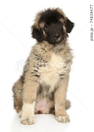 Cute Caucasian shepherd puppy looking at the camera 74838477