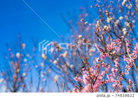 不老園の梅の花と青空 【山梨県】 不老園の梅の花と青空 【山梨県】 74838622