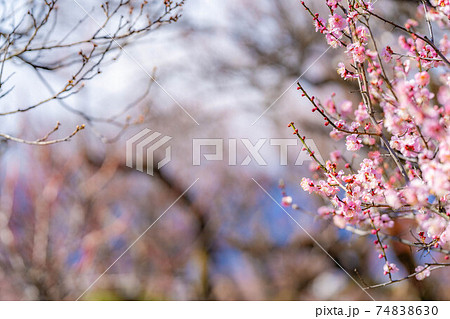不老園の梅の花と青空 【山梨県】 不老園の梅の花と青空 【山梨県】 74838630