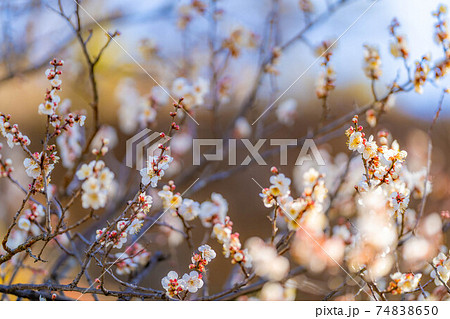 不老園の梅の花と青空 【山梨県】 不老園の梅の花と青空 【山梨県】 74838650