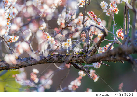 不老園の梅の花と青空　【山梨県】 74838651