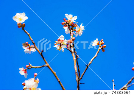不老園の梅の花と青空 【山梨県】 不老園の梅の花と青空 【山梨県】 74838664