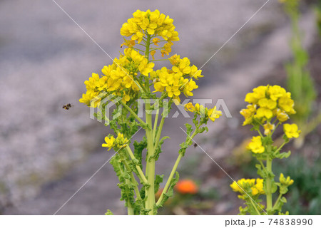 菜の花　 74838990