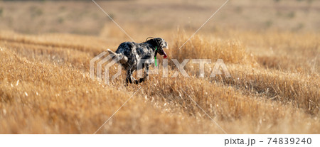 Pointer pedigree dog running on wheat field, rear view Pointer pedigree dog running on wheat field, rear view 74839240