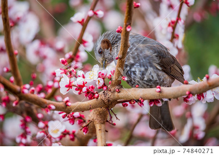 ヒヨドリと梅の花の写真素材