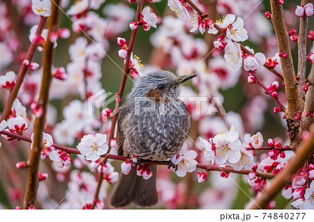 ヒヨドリと梅の花の写真素材