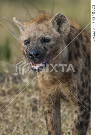 Hyena eating, Africa 74840923
