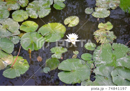 The lotus is in the swamp.  74841197