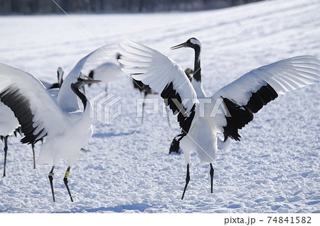 タンチョウの舞 タンチョウの舞 74841582