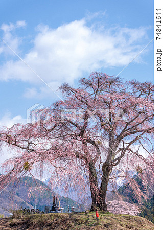 「群馬県」上発知のしだれ桜 「群馬県」上発知のしだれ桜 74841644