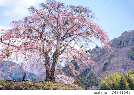 「群馬県」上発知のしだれ桜 「群馬県」上発知のしだれ桜 74841645