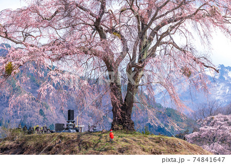 「群馬県」上発知のしだれ桜 「群馬県」上発知のしだれ桜 74841647