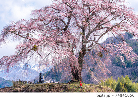 群馬県 上発知のしだれ桜の写真素材