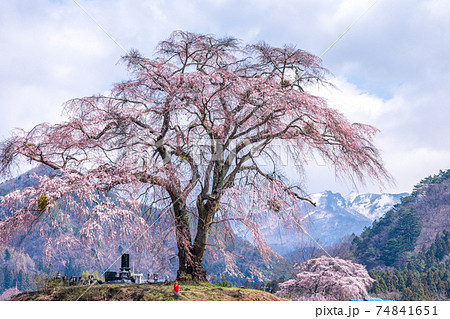「群馬県」上発知のしだれ桜 74841651
