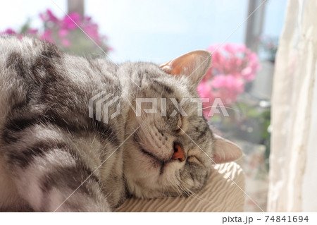 日向ぼっこで熟睡する猫のアメリカンショートヘアシルバータビー 日向ぼっこで熟睡する猫のアメリカンショートヘアシルバータビー 74841694