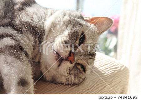 陽だまりで眠そうに寝転がる猫のアメリカンショートヘアシルバータビー 陽だまりで眠そうに寝転がる猫のアメリカンショートヘアシルバータビー 74841695