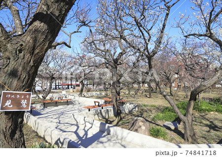 春の大谷田公園（おおやたこうえん）　東京都足立区大谷田 74841718