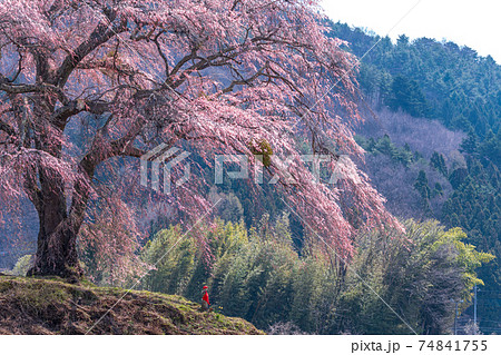 「群馬県」上発知のしだれ桜 「群馬県」上発知のしだれ桜 74841755