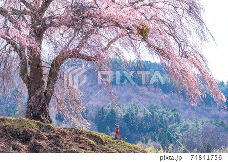 「群馬県」上発知のしだれ桜 74841756