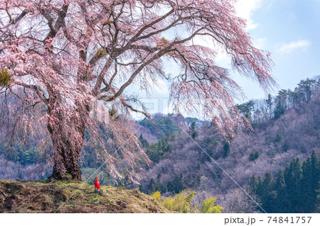 「群馬県」上発知のしだれ桜 「群馬県」上発知のしだれ桜 74841757