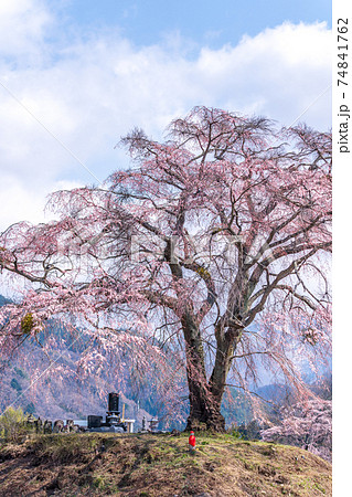 「群馬県」上発知のしだれ桜 74841762
