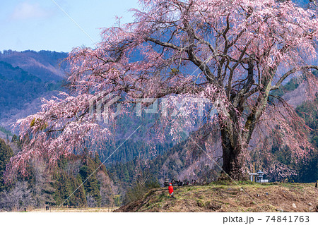 「群馬県」上発知のしだれ桜 「群馬県」上発知のしだれ桜 74841763
