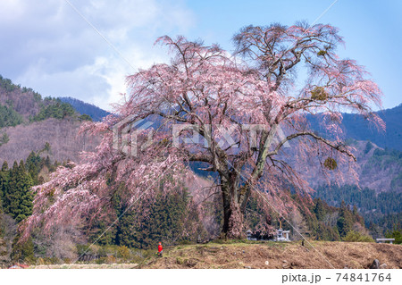 「群馬県」上発知のしだれ桜 「群馬県」上発知のしだれ桜 74841764