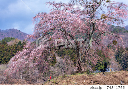 「群馬県」上発知のしだれ桜 74841766