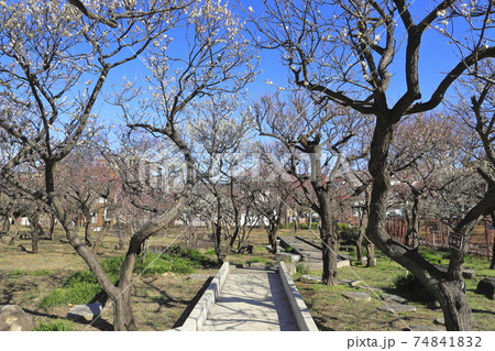 春の大谷田公園（おおやたこうえん）　東京都足立区大谷田　 74841832