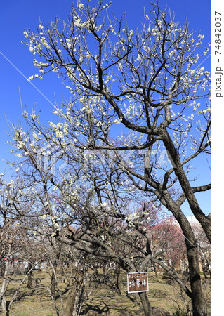 春の大谷田公園(おおやたこうえん)緑がく梅 足立区大谷田 春の大谷田公園(おおやたこうえん)緑がく梅 足立区大谷田 74842037
