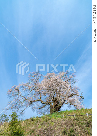 「群馬県」発知のヒガンザクラ 74842263