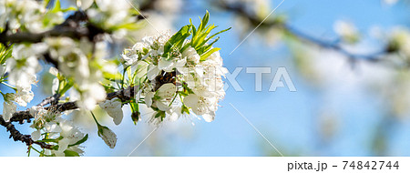 木 ツリー 樹 74842744