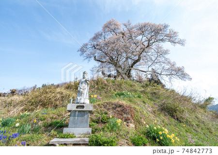 「群馬県」発知のヒガンザクラ 74842773