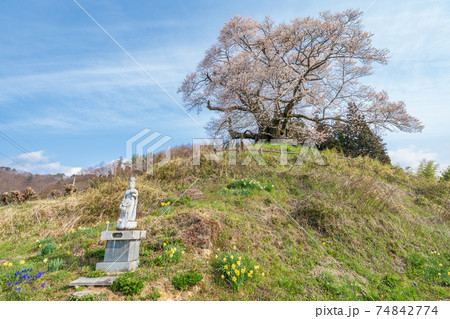「群馬県」発知のヒガンザクラ 74842774