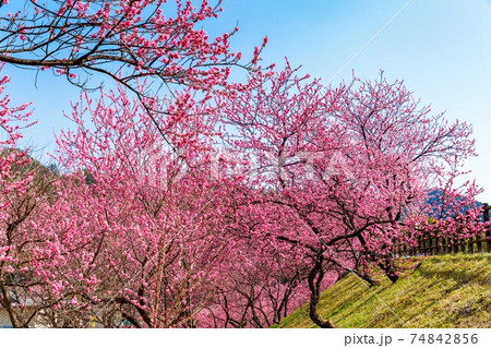 埼玉県秩父市 吉田元気村のハナモモと青空 埼玉県秩父市 吉田元気村のハナモモと青空 74842856