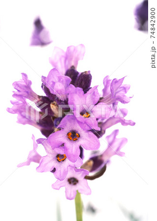 イングリッシュラベンダー 74842900