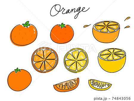 一筆書き みかん カラー オレンジ グレープフルーツのイラスト素材