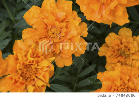 公園の花壇にオレンジ色のフレンチマリーゴールドが咲いています の写真素材