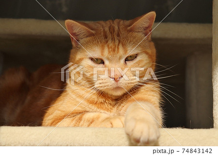 怒ってむすっとした表情で見下ろす猫アメリカンショートヘアレッドタビー 74843142