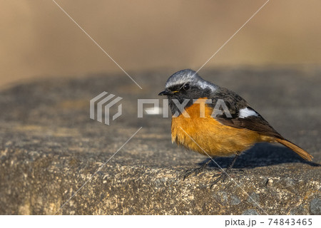 ジョウビタキのオス_3 74843465