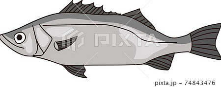 簡単な魚のスズキのイラストのイラスト素材