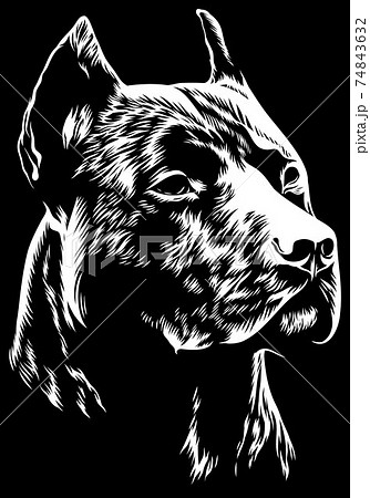 Vector illustration Angry pitbull mascot head, on a white background Dog pitbull 74843632