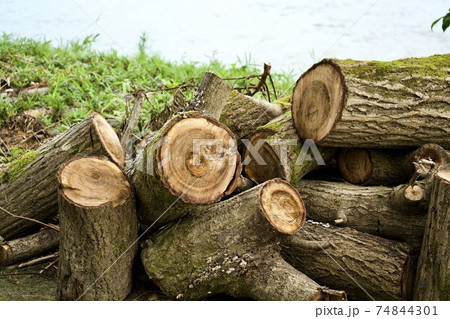 丸太置き場 74844301