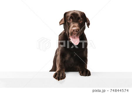 The brown, chocolate labrador retriever playing on white studio background The brown, chocolate labrador retriever playing on white studio background 74844574