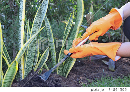 Be wearing orange rubber gloves to pick up the streel crowbar for shoveling the garden soil. Be wearing orange rubber gloves to pick up the streel crowbar for shoveling the garden soil. 74844596