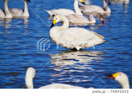 水面でくつろぐコハクチョウ 水面でくつろぐコハクチョウ 74845033