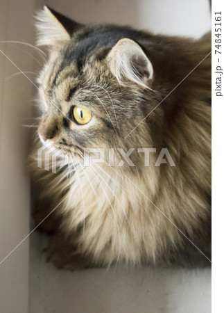 Home Hunter Home Hunter 74845161
