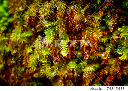 屋久島　2020　苔 74845433