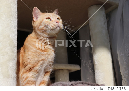 実を乗り出して外の様子を見る猫のアメリカンショートヘアレッドタビーの写真素材