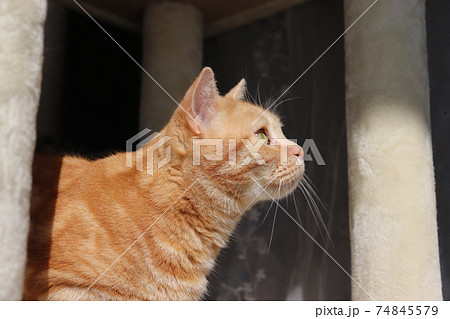 興味津々で見る右向き猫の横顔アメリカンショートヘアレッドタビーの写真素材